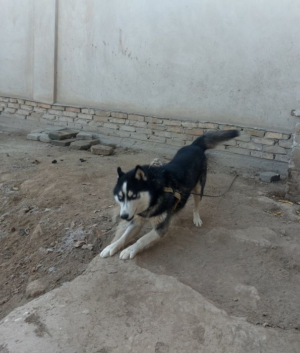 Хаски   сотилади