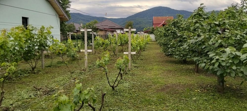 Casă terec curte gradina