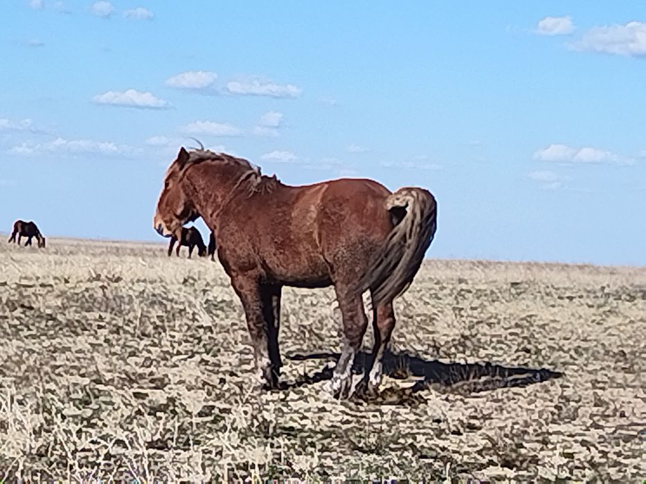 Полутяж айғыр сатылады