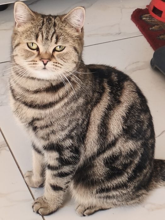 Отдам кошку в добрые руки