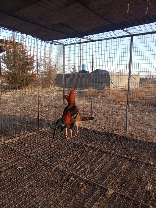 Дакан қораз сатыладыыы