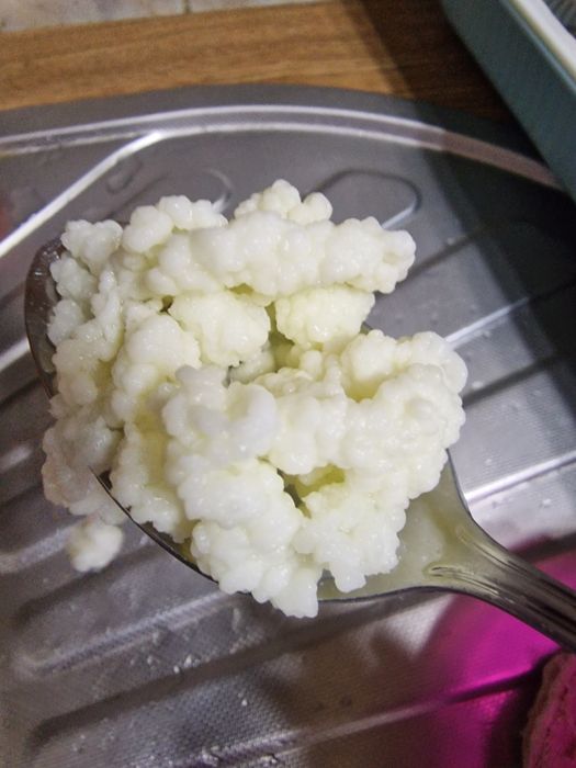 Продам молочный гриб
