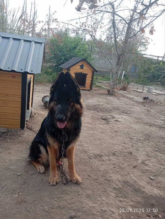 Немецкая овчарка Кобель на вязку! Не продаётся! It Ko‘paytirish uchun!