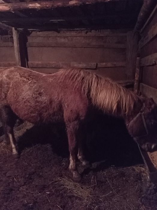 Продам кобылу с откорма