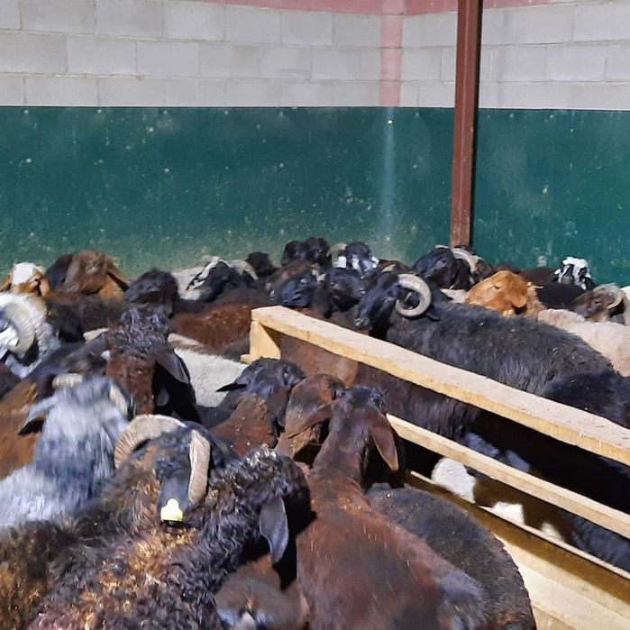 Кой токты тусак кошкар