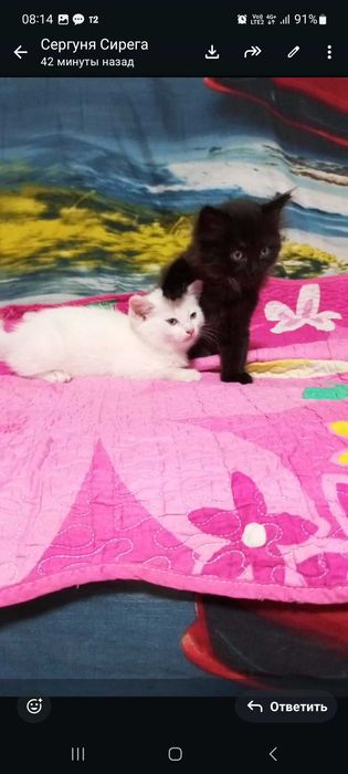 Отдам в добрые руки