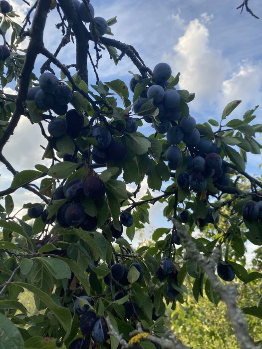 Prune de vanzare