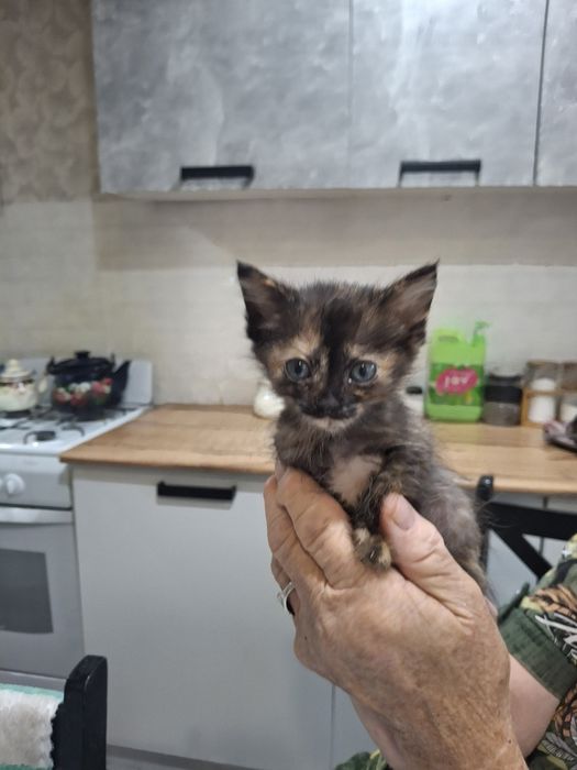 Отдам котят в хорошие и ДОБРЫЕ руки!!