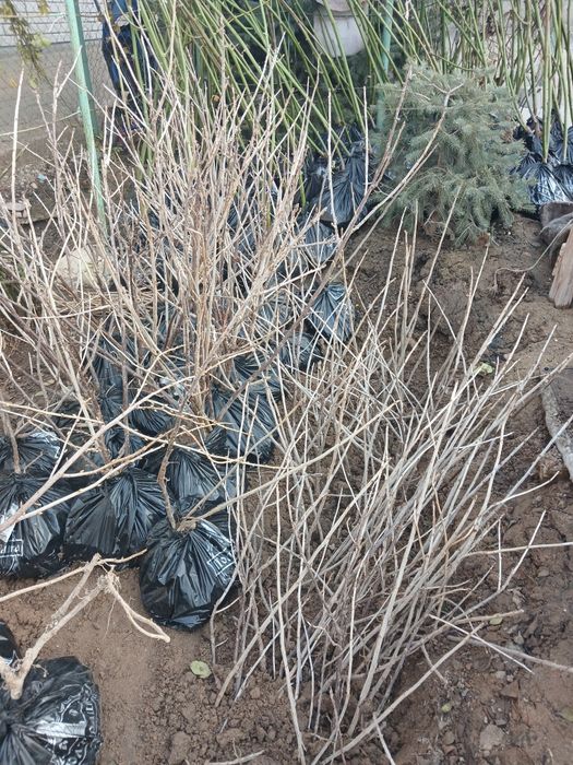 Продам саженцы чёрной смородины