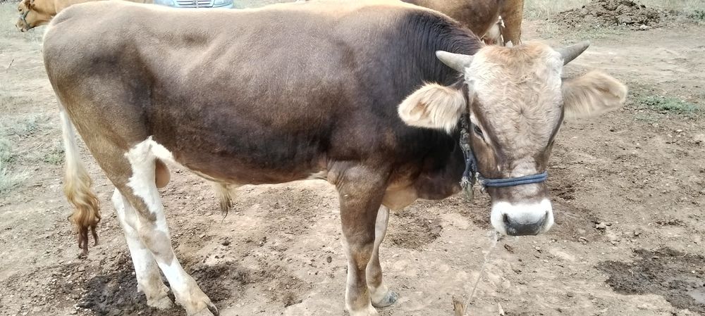 сатылады 3 ұрғашы  1  еркек