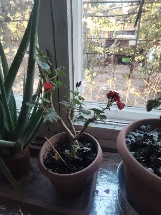 Продам комнатные цветы