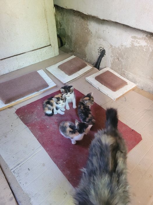 DONEZ 4 pisicute de 4 -5 saptamani  foarte frumoase si sanatoase