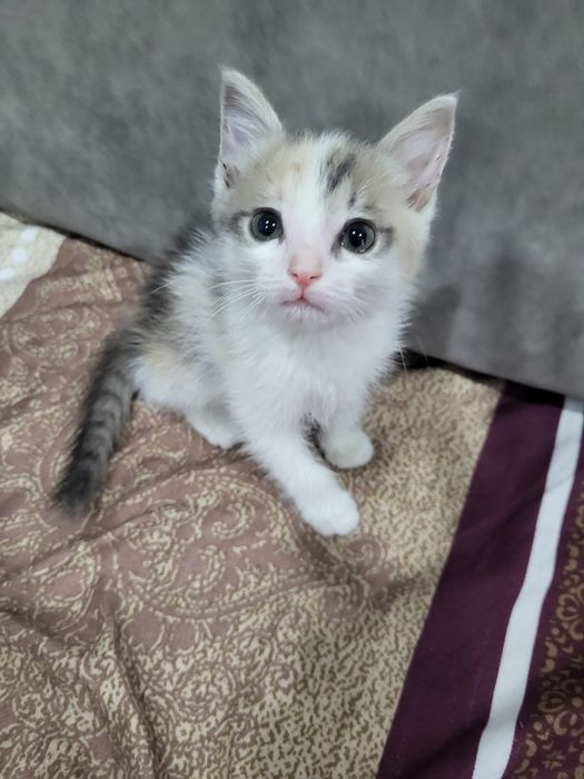 Котенок девочка в добрые руки.