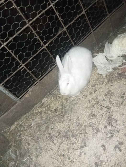 Vând iepurii de casă