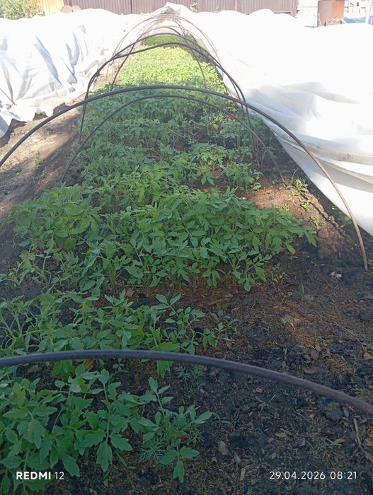 Рассада Помидоры Цветы