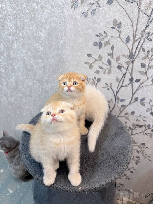 Шотландский вислоухие