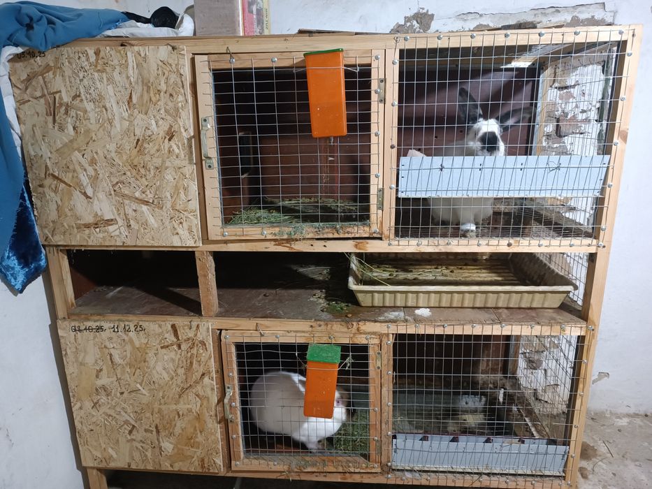 Продается кролики 12шт со клетками ОПТОМ