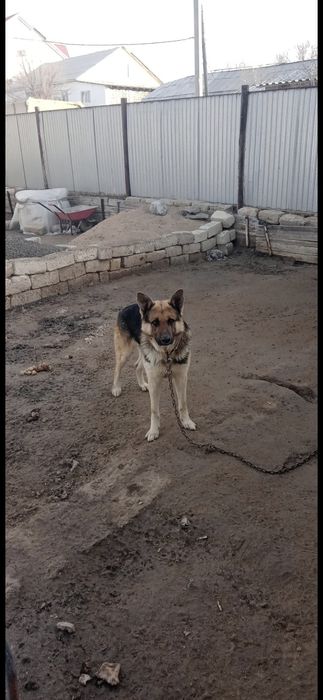 Собака на добрые руки