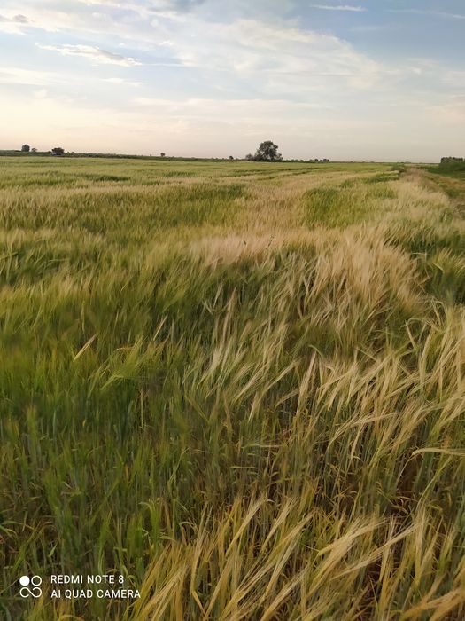 Арпа сатылады Сорт Маргрет