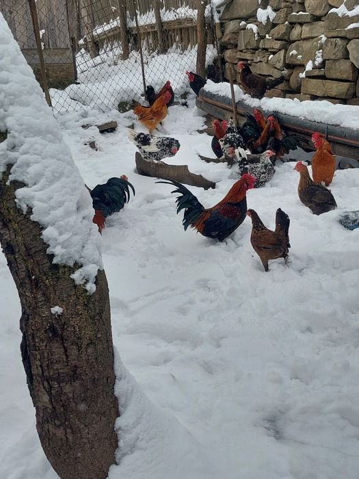 Vand iepuri diferite rase și găinușe de talie mică