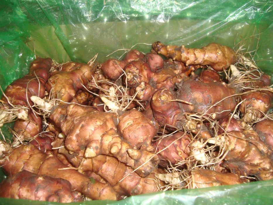 Земна ябълка, гулия (Helianthus tuberosus)