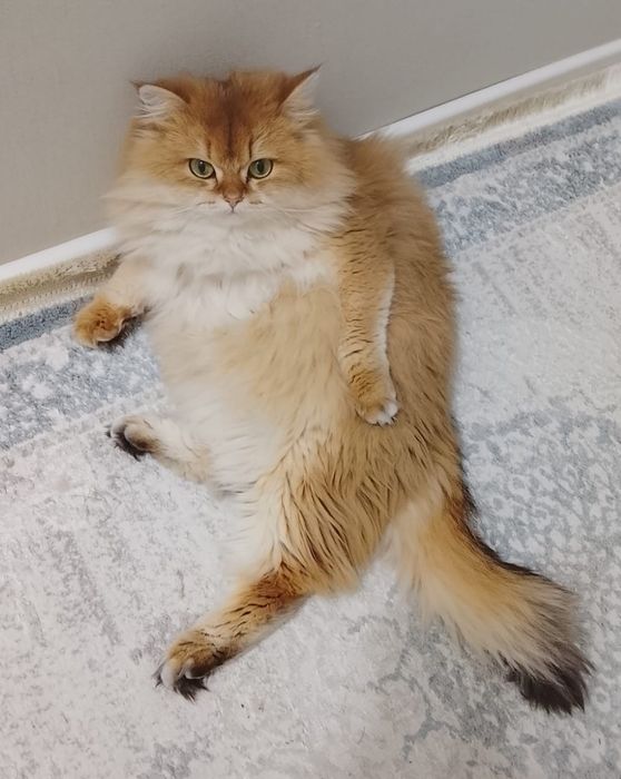 Кот золотая шиншилла