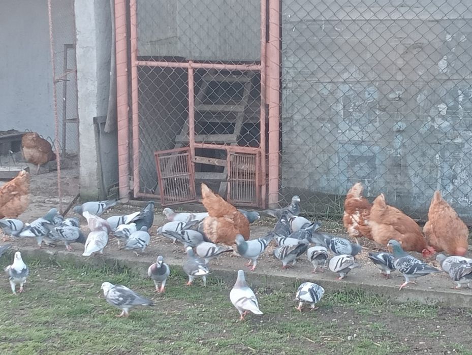 Vând Porumbei Voiajori