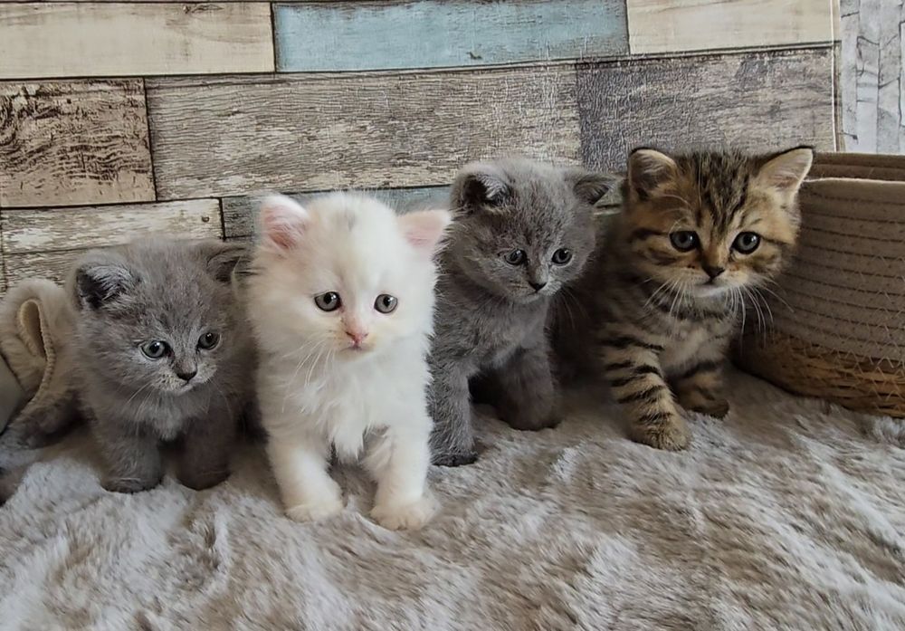 Британски котета с родословие. Чистокръвни котенца