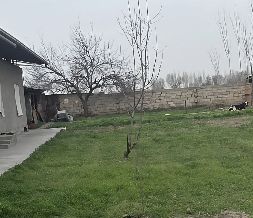 Янги Арғин  Мурод Шералиев маҳалласида 11 сот. ер участкаси сотилади