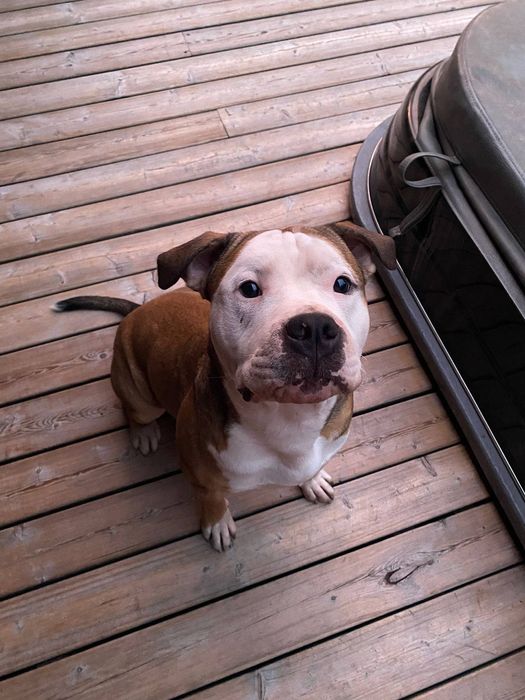 Стафф Стафордширский терьер