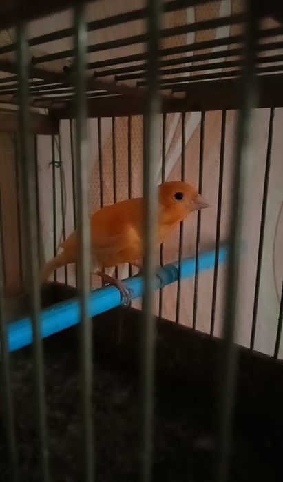 Канарейки Кенар 8 месяца молодой