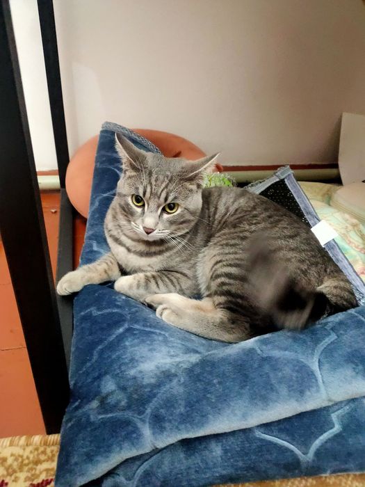 Отдам кота в добрые руки