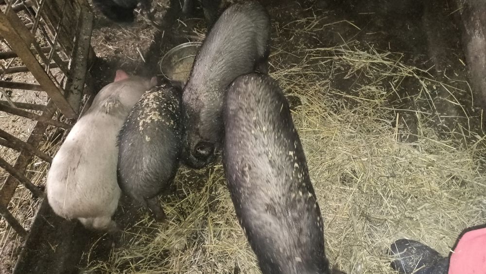 Продам поросят .Село Уварова.