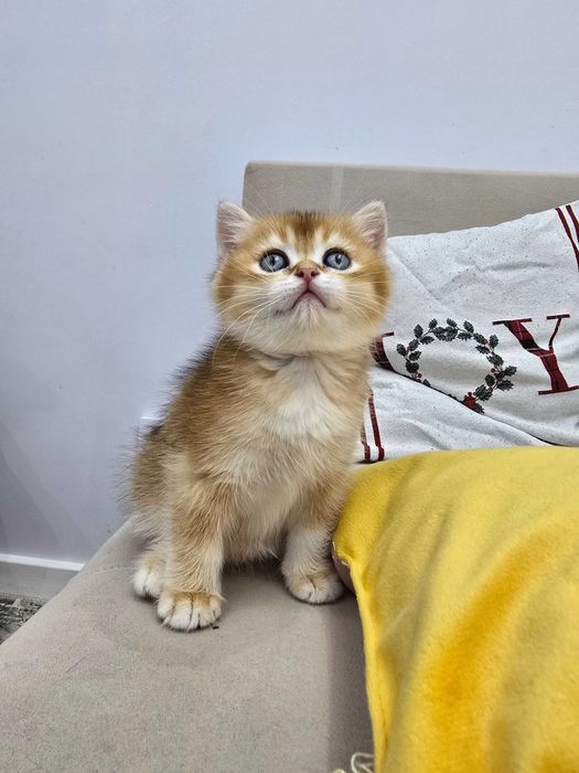 Золотые шиншиллы — 4 котёнка, готовы к переезду