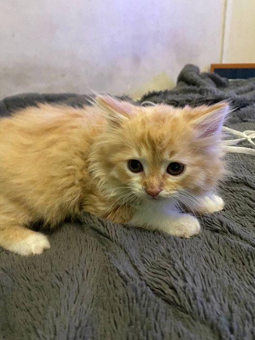 Продавам дългокосмести котенца.