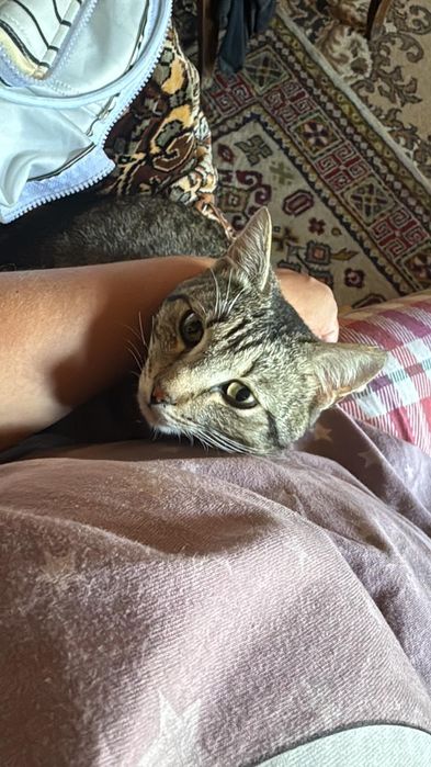 Котик( 8мес .примерно) ищет дом