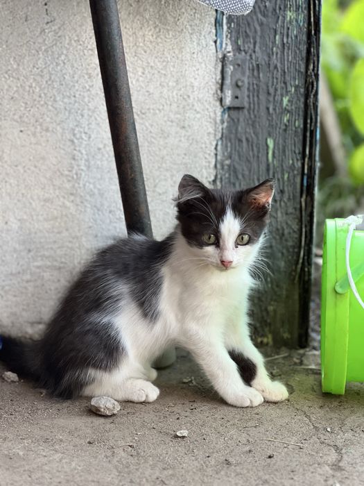 В добрые руки котенок