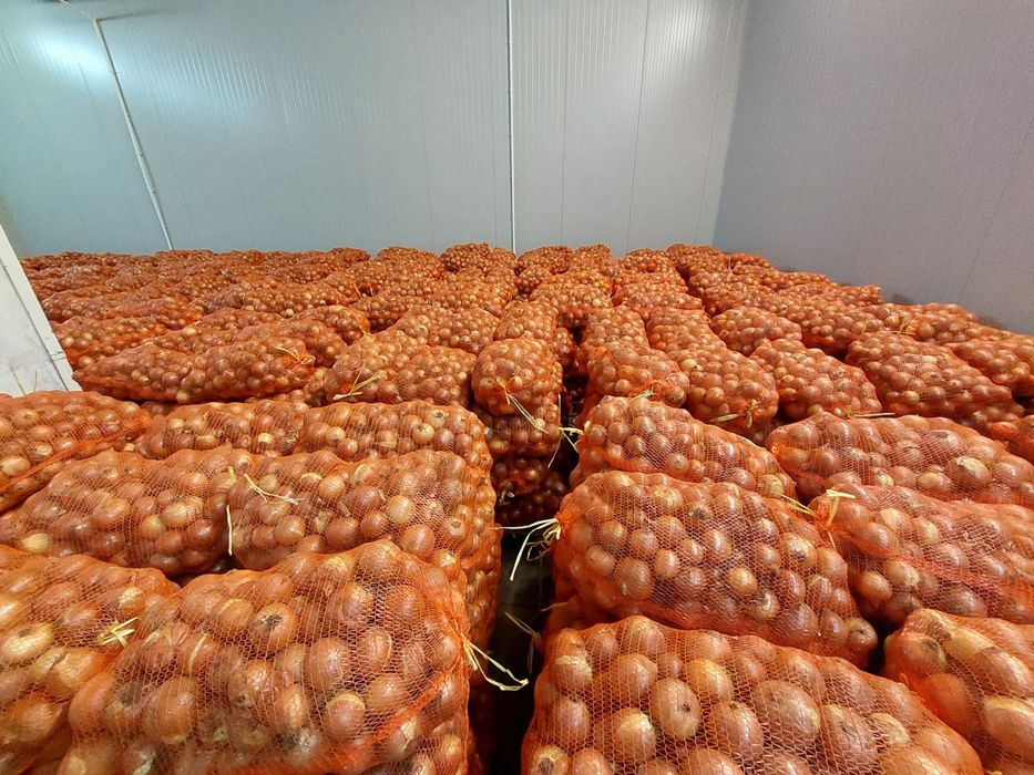 Лук оптом продаётся. Пияз көтерма бағада сатылады.
