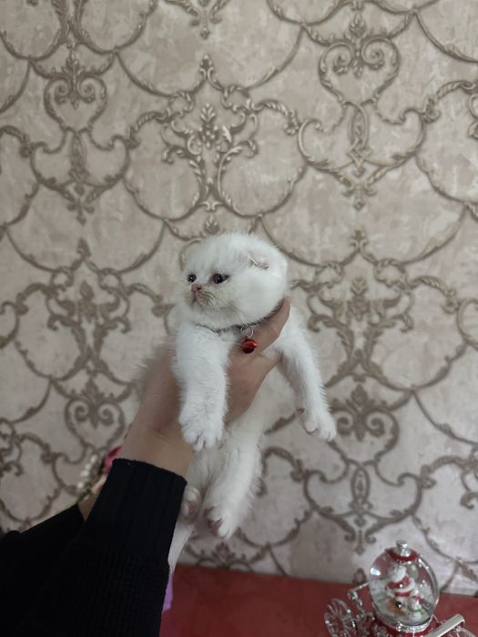 Котенок, кошки пародистые