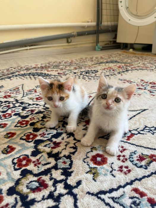 Отдам котят в добрые руки