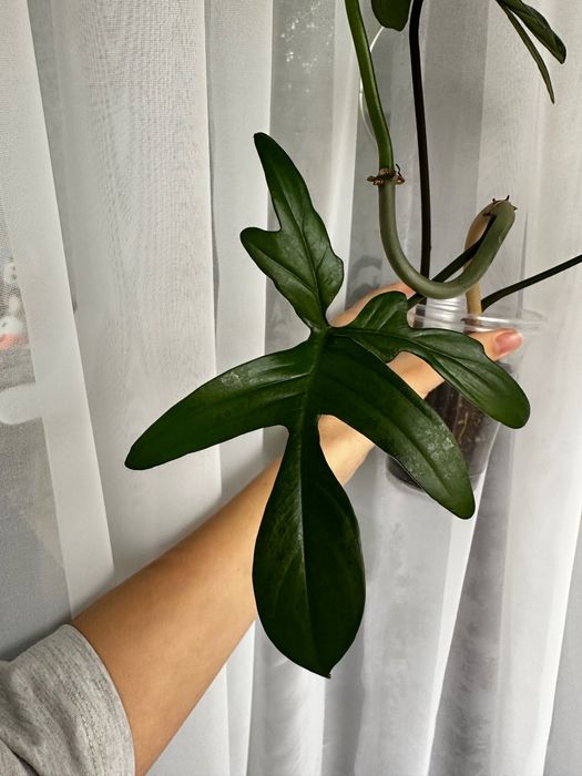 Продам  и филодендрон