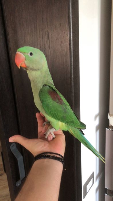 Papagali vorbitori pui marele alexandru alexander