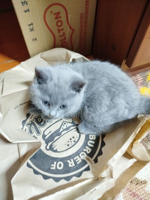 Продаются котята