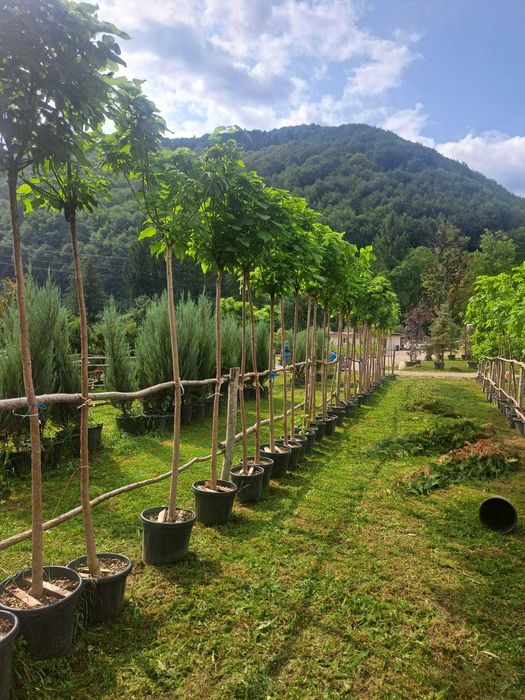 Piatra de munte, gratare de caramida si plante
