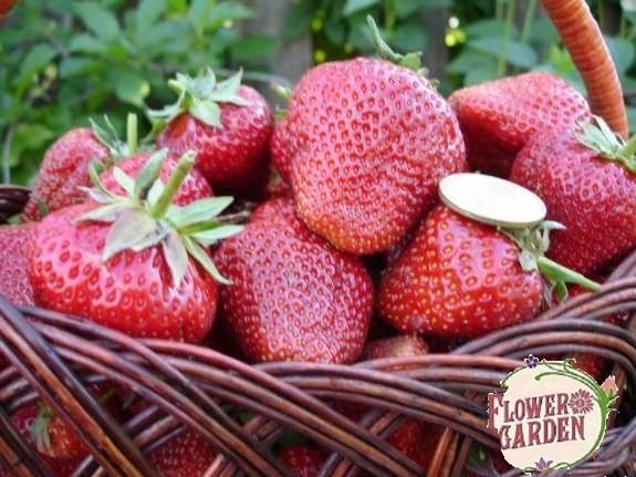 Разсад ягоди и малини