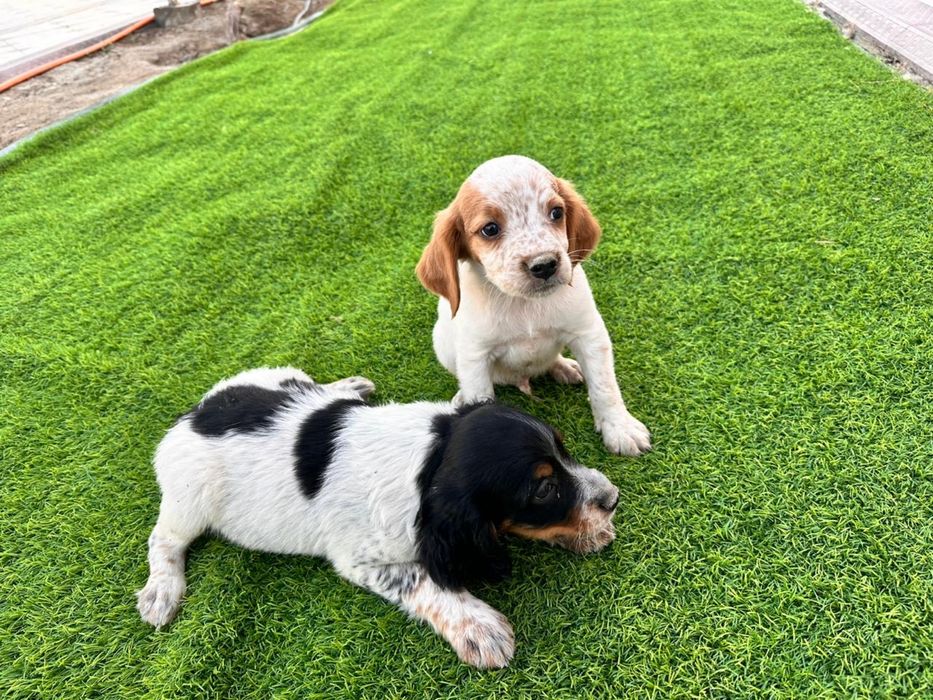 Эпаньоль бретон сатылады