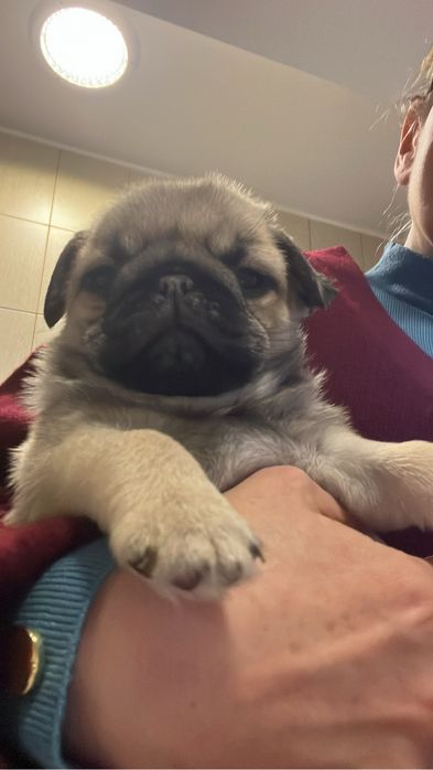 Fetita mops/ pug cu pedigree FCI