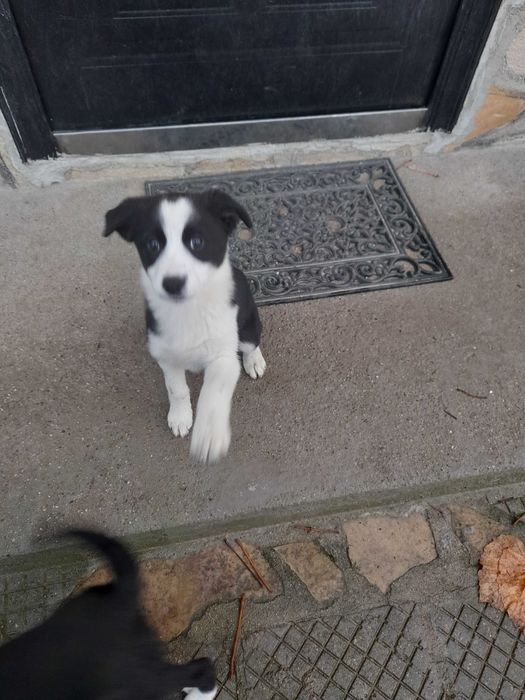 Подарявам малки кученца