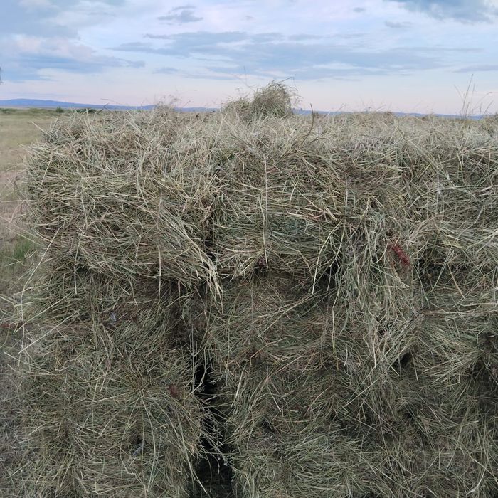 Продается сено в тюках, 1000 тенге