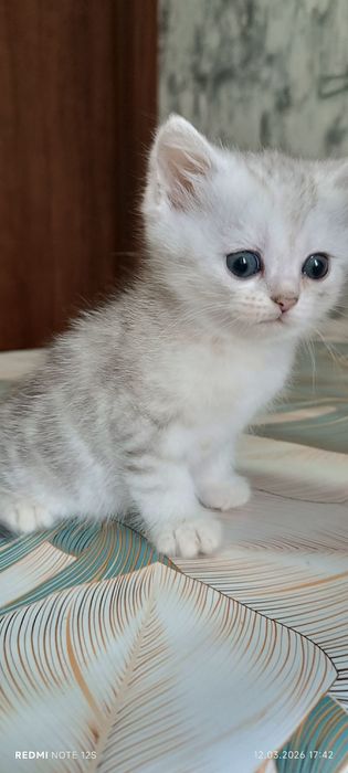 Scottish straight tabby